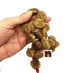 2 Mukhi 3wm