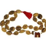 2 Mukhi 6wm