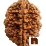 2 mukhi rudraksha 1 1