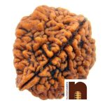 2 mukhi rudraksha