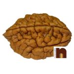 2 mukhi rudraksha 2 1