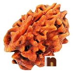 3 Mukhi rudraksha bead 2