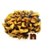 3 Mukhi rudraksha bead 3 1