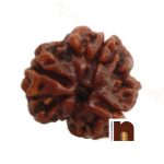 3 mukhi rudraksha