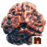 3 mukhi rudraksha 3 1