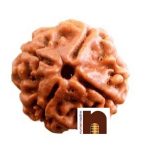 4 MUKHI RUDRAKSHA 1 1