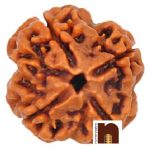 4 MUKHI RUDRAKSHA 2