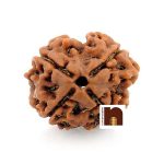 4 mukhi ganesh rudraksha