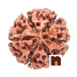 6 mukhi rudraksha 1