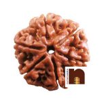6 mukhi rudraksha beads 1