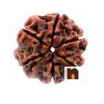 6 mukhi rudraksha beads.1 1