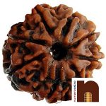 8 MUKHI RUDRAKSHA BEAD 1