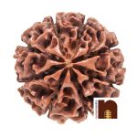 8 mukhi rudraksha