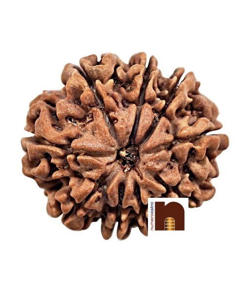 9-mukhi-rudraksha-2.jpg 9 mukhi rudraksha 2