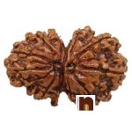 numeroastro gaurishankar rudraksha
