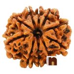 SS GEMS 10 MUKHI RUDRAKSHA 1 1