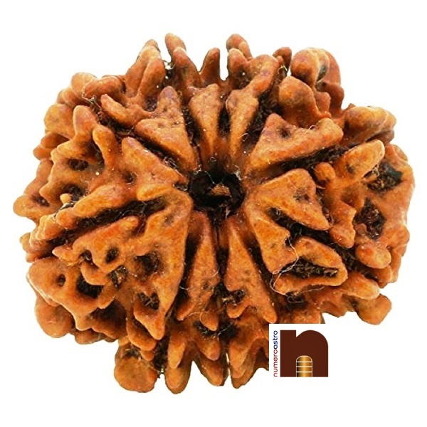 SS-GEMS-10-MUKHI-RUDRAKSHA-1-1.jpg SS GEMS 10 MUKHI RUDRAKSHA 1 1