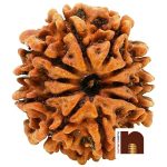 SS GEMS 10 MUKHI RUDRAKSHA 3 1