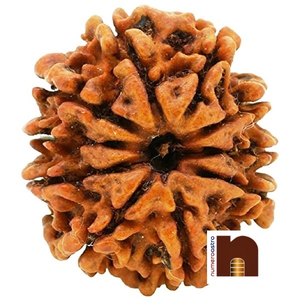 SS-GEMS-10-MUKHI-RUDRAKSHA-3-1.jpg SS GEMS 10 MUKHI RUDRAKSHA 3 1