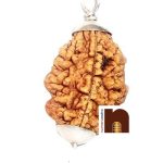 certified 2 mukhi rudraksha pendant 1 1