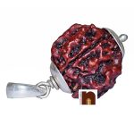 certified 4 mukhi rudraksha pendant 1 1