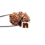 gauri shankar rudraksha 3 1