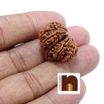 gauri shankar rudraksha 4 1