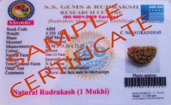 sample certificate 1 mukhi 1 2
