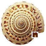 vishnu sudarshan chakra 1 1