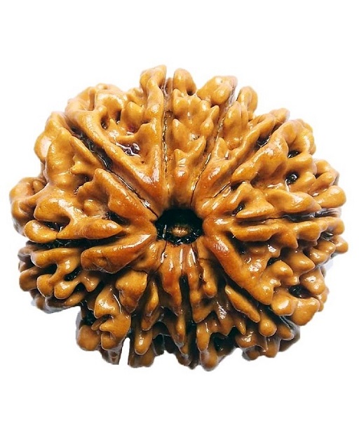 9 mukhi rudraksha 1 9 mukhi rudraksha 1
