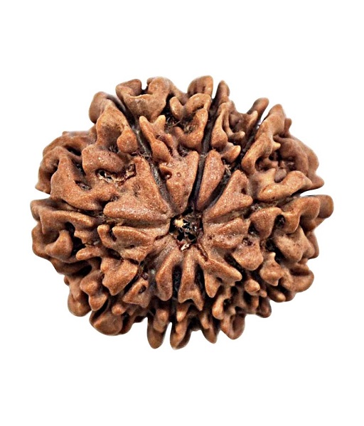 9 mukhi rudraksha 9 mukhi rudraksha