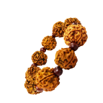 compressed bracelet 5 mukhi rudraksha with red chandan 5br