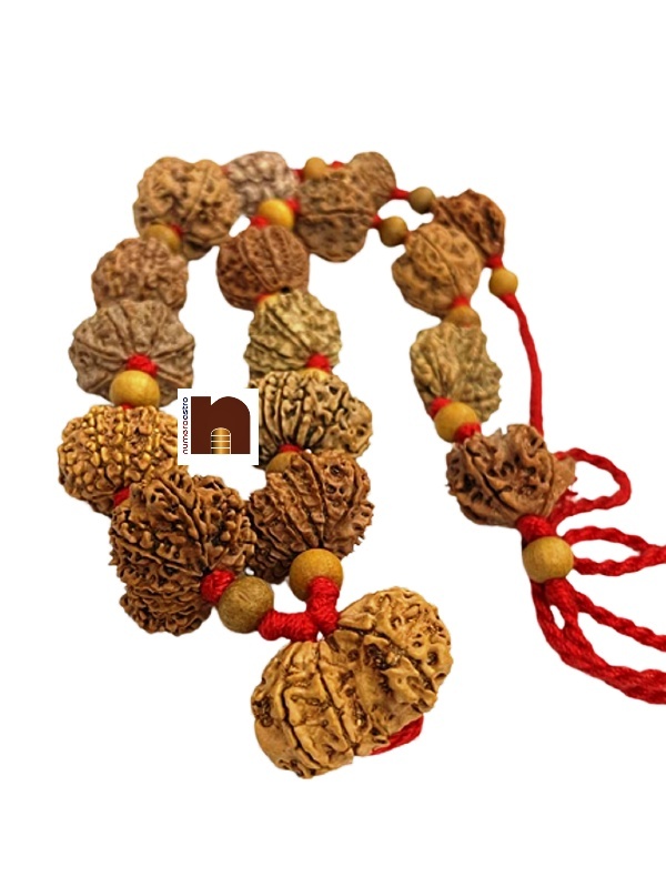 rudraksha_kantha_mala_1-14_mukhi_11 rudraksha kantha mala 1 14 mukhi 11