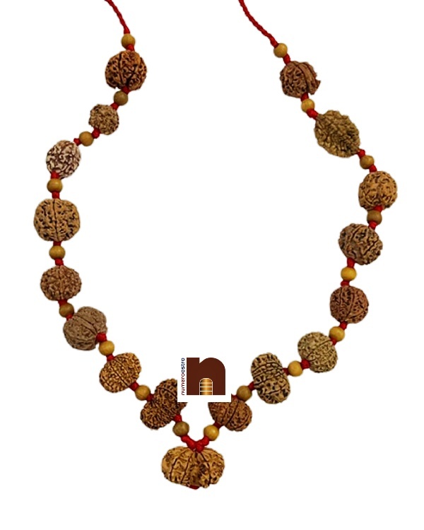 rudraksha_kantha_mala_1-14_mukhi_12 (1) rudraksha kantha mala 1 14 mukhi 12 1