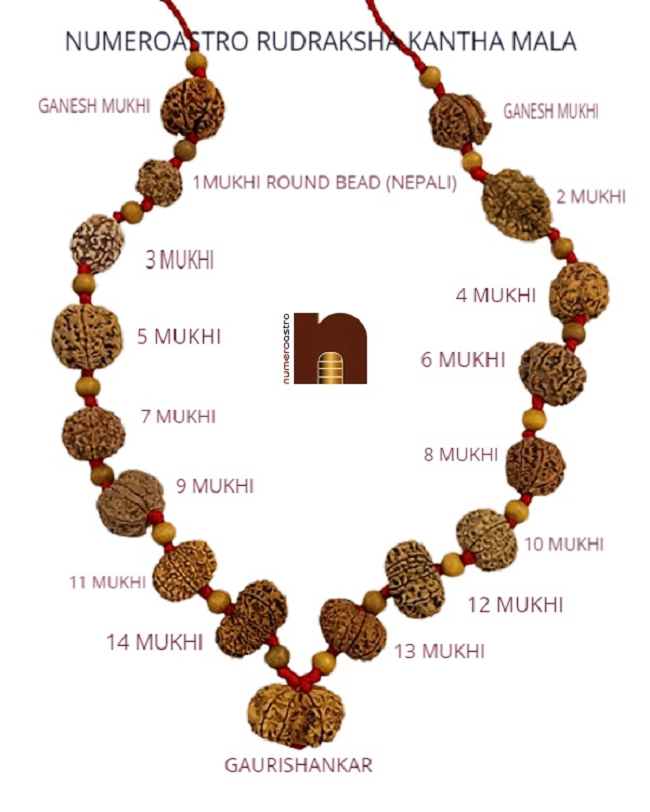 rudraksha_kantha_mala_1-14_mukhi_12 WM rudraksha kantha mala 1 14 mukhi 12 WM