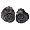 shaligram, laxmi narayan shaligram, shaligram stone benefits, shaligram puja, shaligram original, shaligram price, how to keep shaligram at home, shaligram god shaligram story